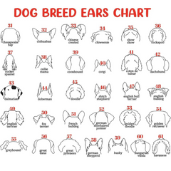 Dog Memorial Frame with Collar Holder