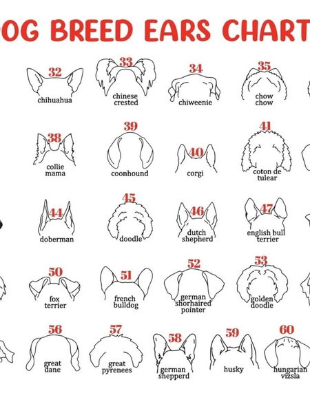 Dog Memorial Frame with Collar Holder