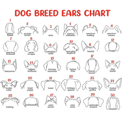 Dog Memorial Frame with Collar Holder